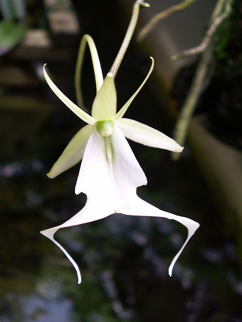Ghost Orchid: The rarest Orchid in the&nbsp;world.