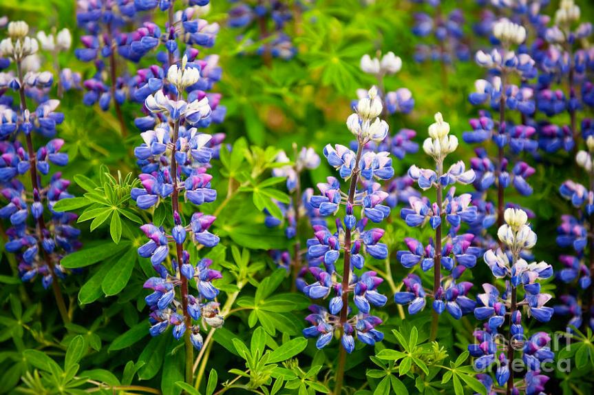 A Glare Beyond Ravages of Time: Lupine&nbsp;Arcticus