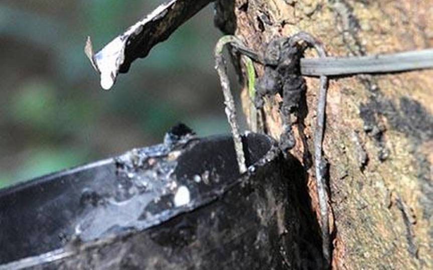 First Genetically Modified Rubber in the world – sapling planted in&nbsp;Assam