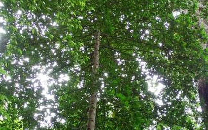 New Species in Andaman and Nicobar – “Pyrostria&nbsp;laljii