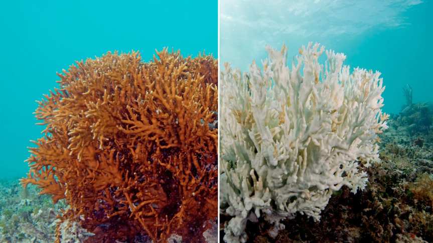 Ocean Acidification: A Threat to Marine&nbsp;life