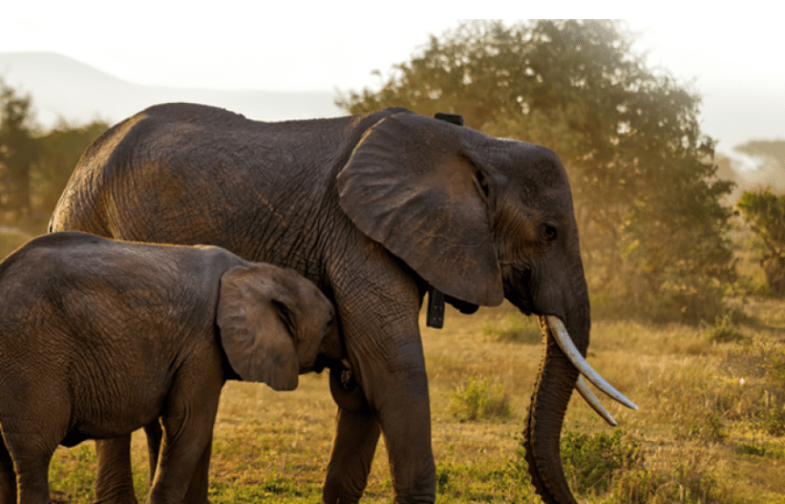 Wildlife Conservation: Protecting the key Member of&nbsp;Ecosystem