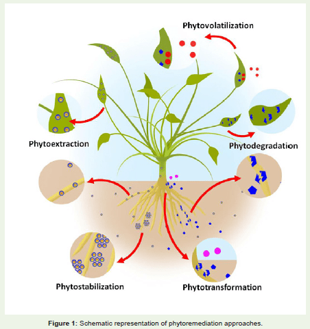 Phytoremediation : A sustainable approach for ecosystem&nbsp;restoration