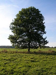 Tree – Track2Training
