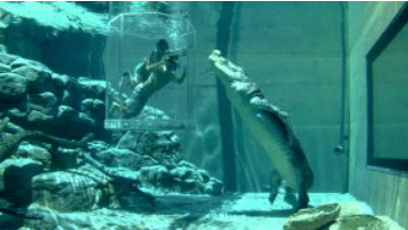   Crocosaurus cove 