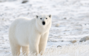 Polar bear