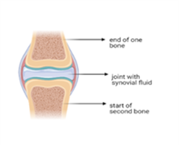 INTRODUCTION TO THE BONES AND JOINTS – Track2Training