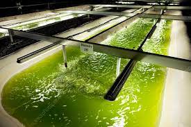 Microalgae production