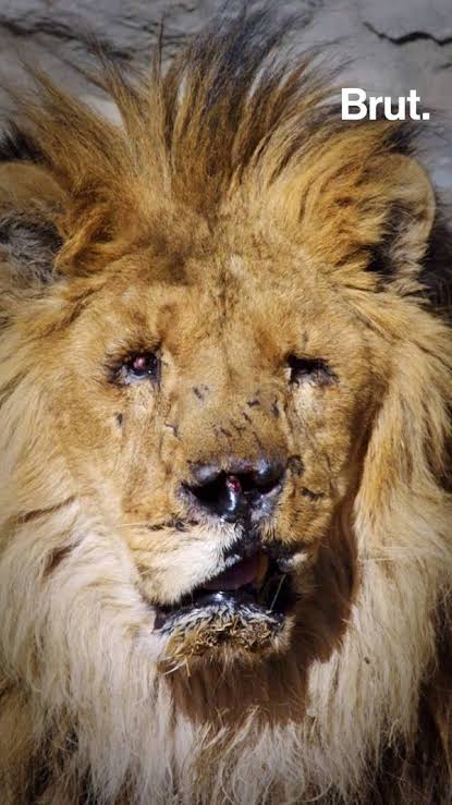 WHAT HAPPENED TO MARJAN&nbsp;LION?