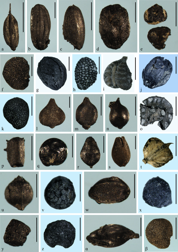 Botanical Evidence Examples Botany – Track2Training
